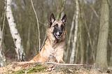 MALINOIS 660